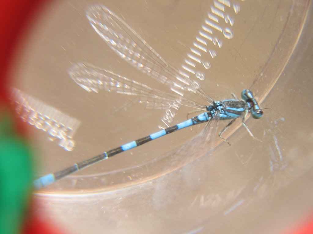 Agrion mignon